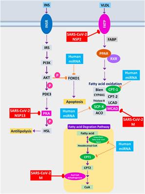 SARS-CoV-2 Proteins Exploit Host’s Genetic and Epigenetic Mediators for the Annexation of Key Host Signaling Pathways